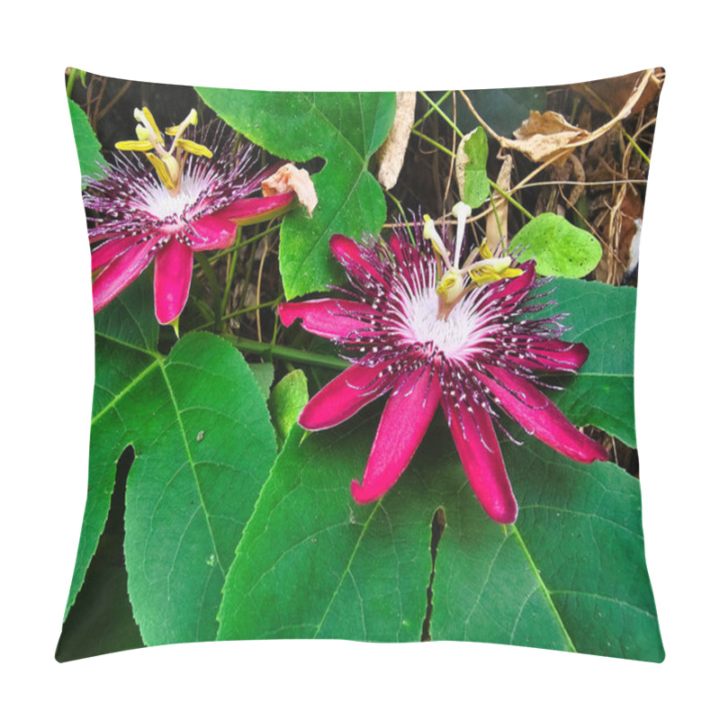 Personality  Close-up Shots Of Vibrant Passion Flowers In Bloom. The Flowers Feature Striking Red Petals And Intricate White And Purple Centers Krishna Kamal Jhumko Lata Pillow Covers