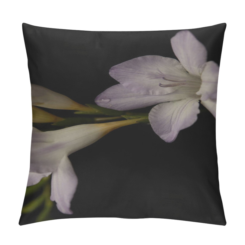 Personality  Close Up View Of Freesia Flower With Water Drop Isolated On Black Pillow Covers