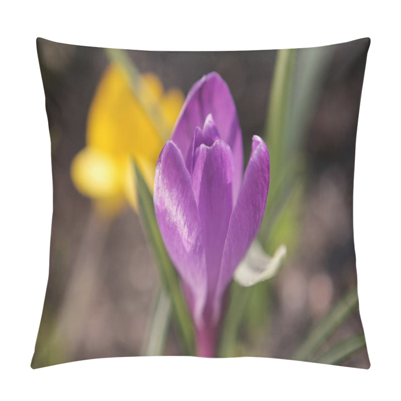 Personality  Crocus Spring Flower  Pillow Covers