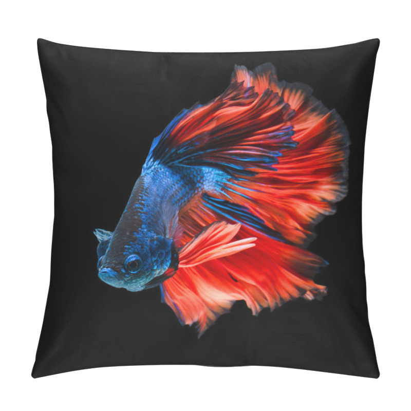 Personality  Betta Fish, Siamese Fighting Fish Pillow Covers