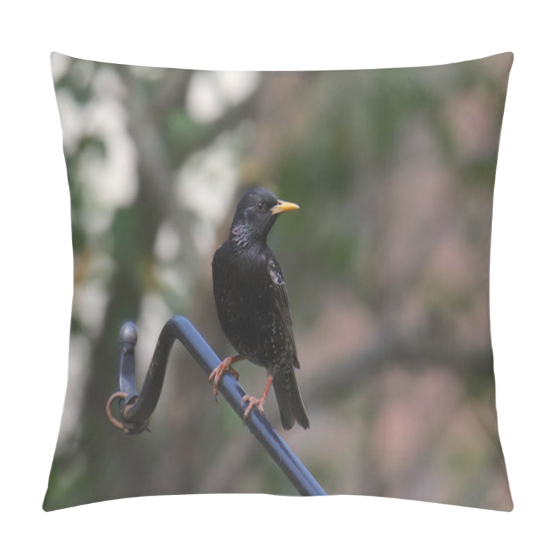 Personality  European Starling (breeding) (sturnus Vulgaris) Pillow Covers