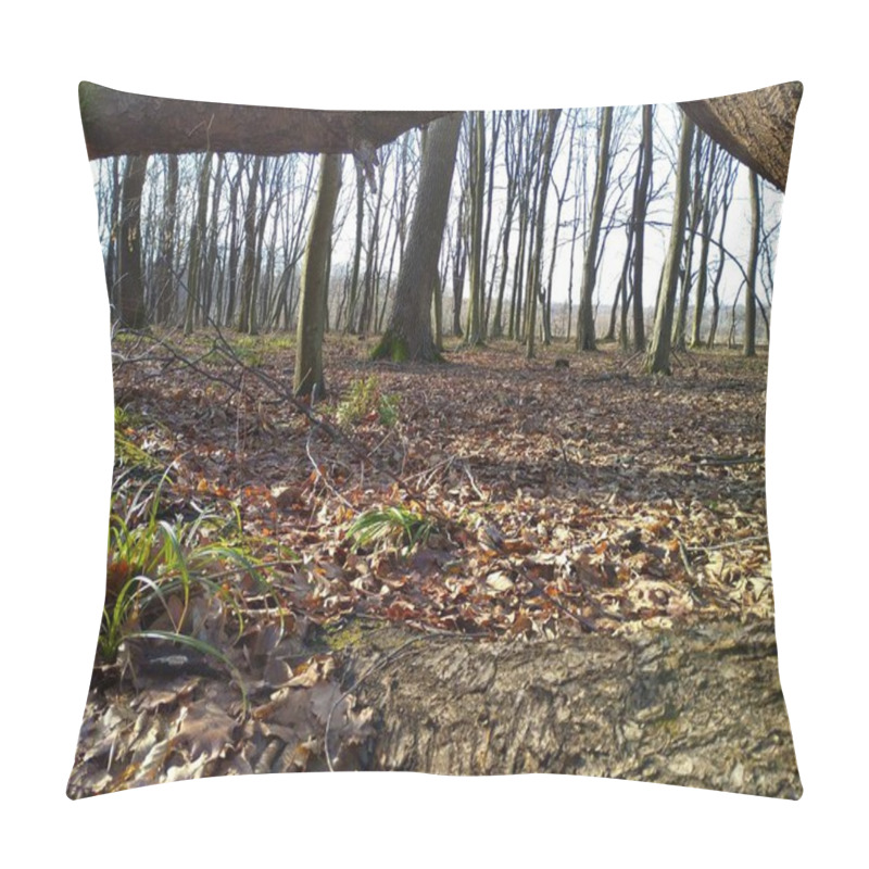 Personality  Spring Landscape In The Forest With Fallen Leaves And A Frame Of Tree Branches. Natural Forest Beautiful Spring Landscape In Sunny Weather. Pillow Covers