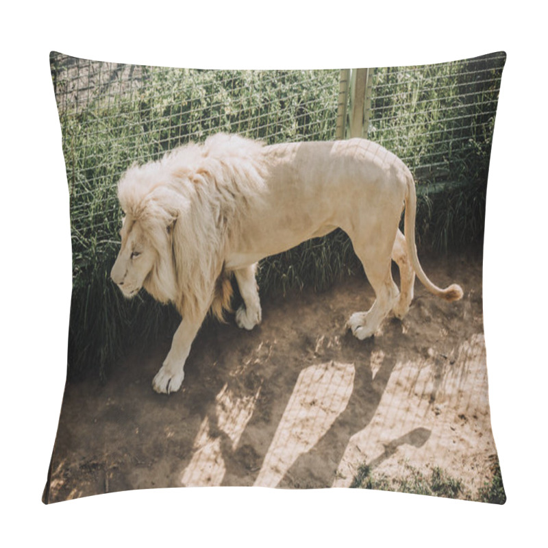 Personality  Close Up View Of Beautiful African White Lion At Zoo Pillow Covers