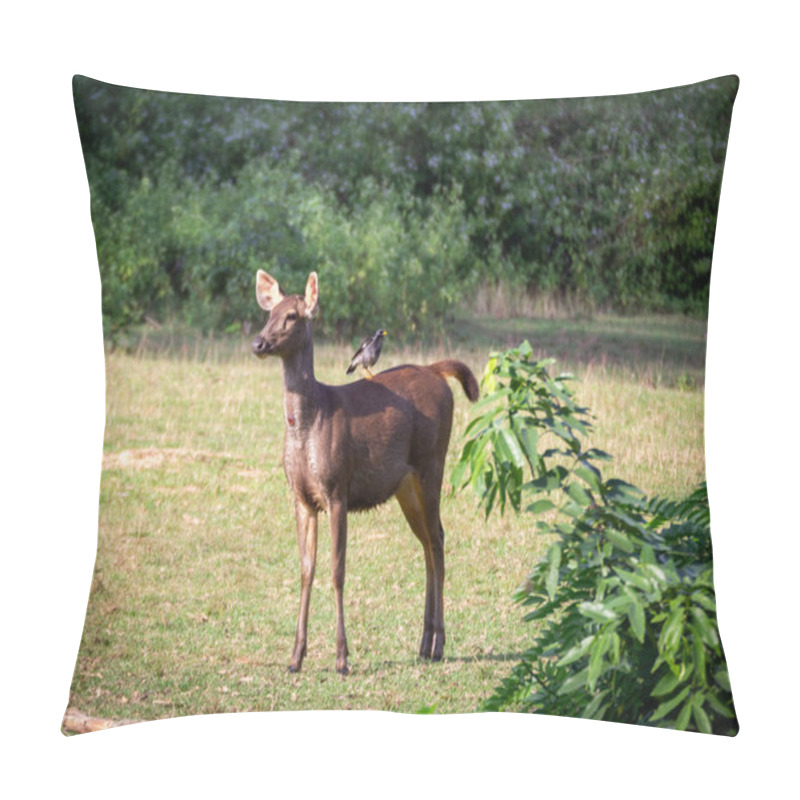 Personality  A Bird Sitting On A Sambar Deer Spotted In A Jungle Safari. Pillow Covers