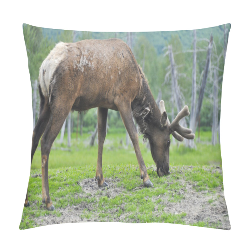 Personality  Elk Grazing, Alaska Pillow Covers