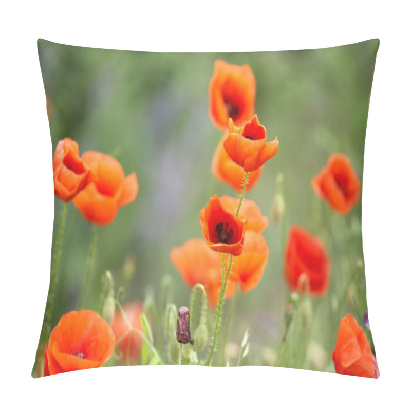 Personality  Beautiful Red Poppies On A Summer Field. Opium Flowers, Wild Field. Summer Floral Background. Pillow Covers