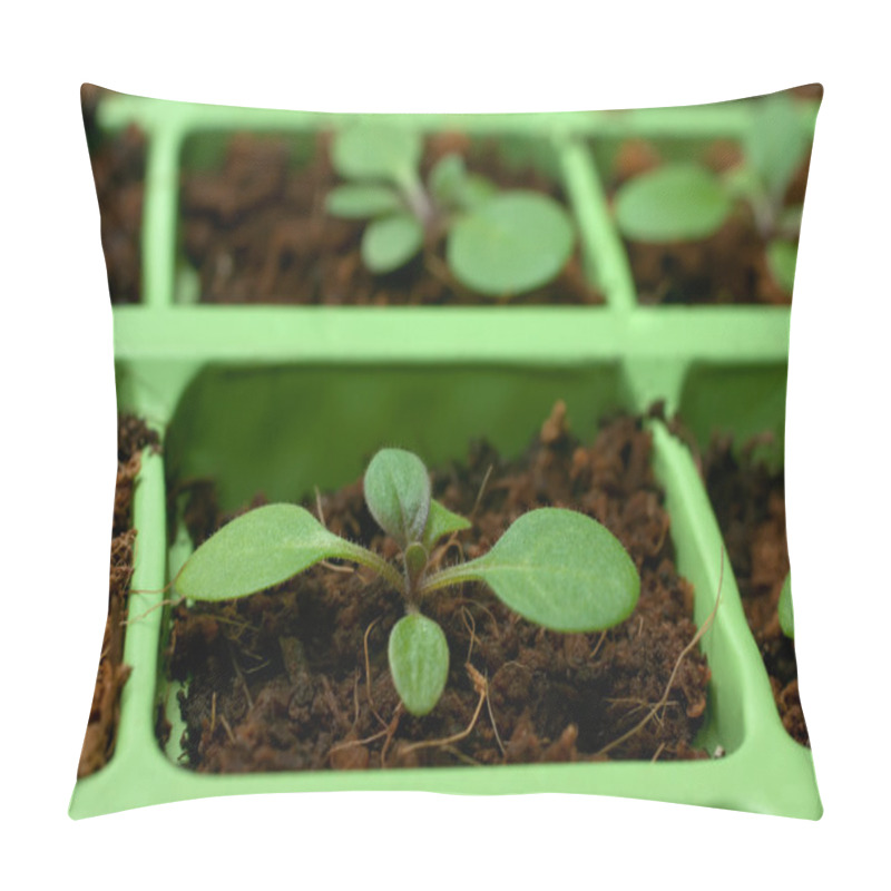 Personality  Petunia Seedlings In The Cell Tray (shallow Depth Of Field) Pillow Covers