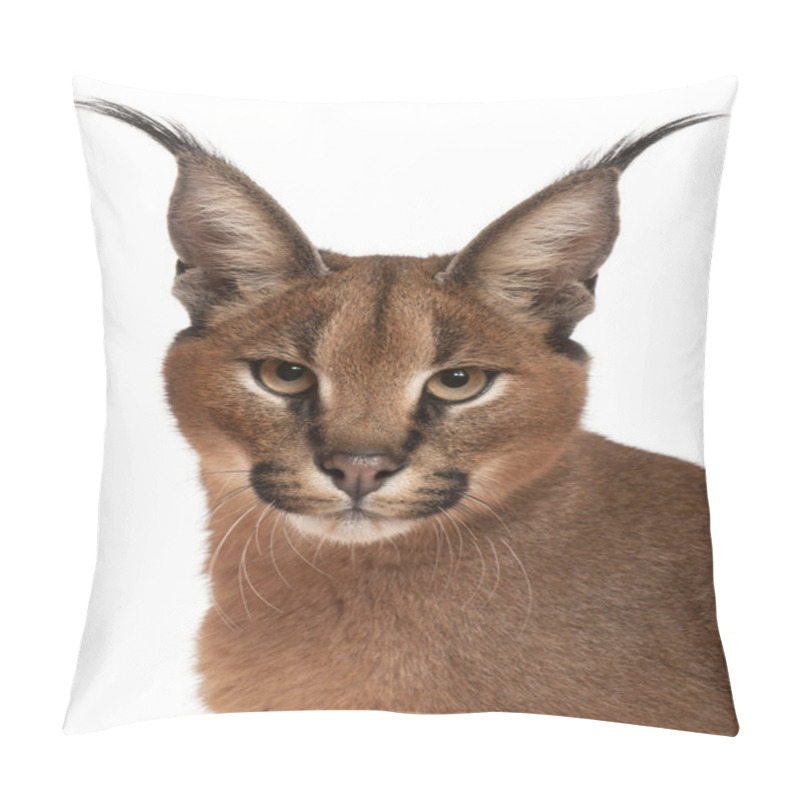 Personality  Close-up Of Caracal, Caracal Caracal, 6 Months Old, In Front Of White Background Pillow Covers