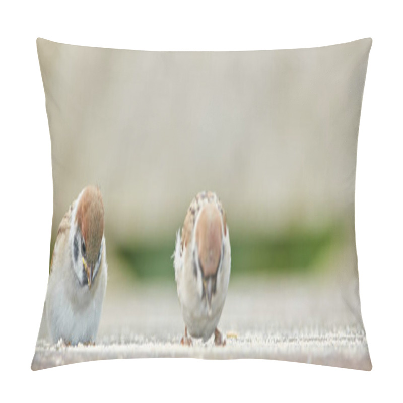 Personality  Birds, Sparrows And Feeding Outdoor With Ground, Nature And Environment For Conservation And Wildlife. Animal, Feather And Passeridae Specie With Ecosystem, Habitat Or Sustainability For Biodiversity. Pillow Covers