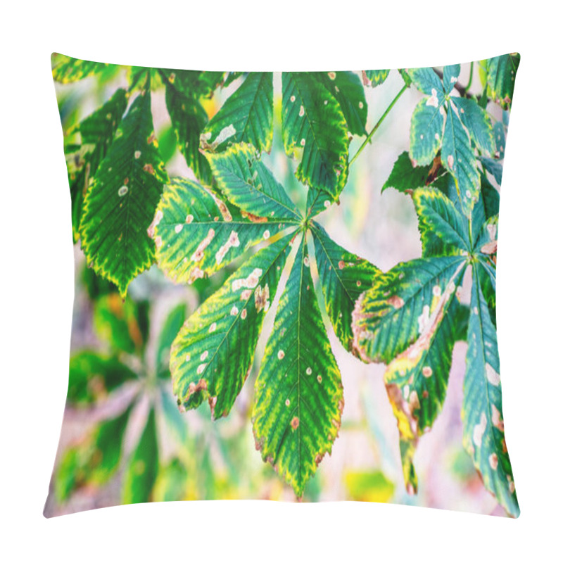 Personality  Sick Horse Chestnut Leaves In Summer. Pillow Covers