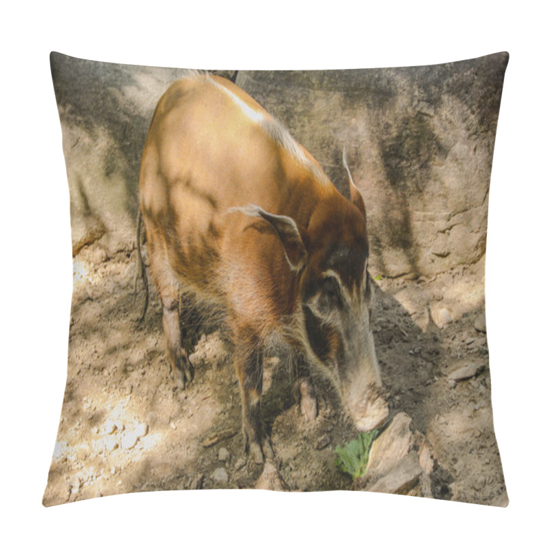 Personality  Wild In Captivity: A Boar Watches The Outside World Pillow Covers