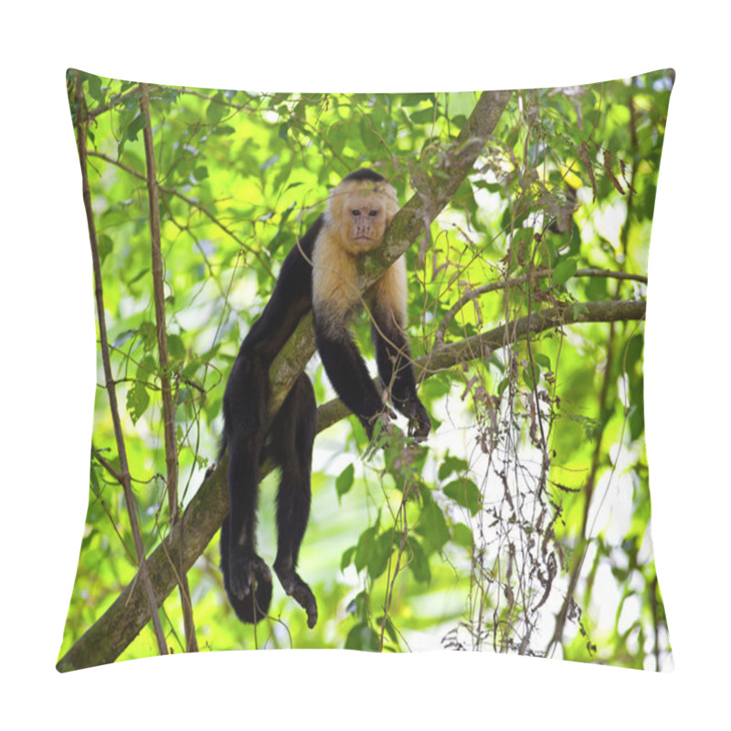 Personality  White Faced Capuchin Pillow Covers