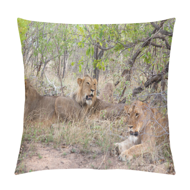 Personality  Wild Pride Of Lions In National Kruger Park In UAR,natural Themed Collection Background, Beautiful Nature Of South Africa, Wildlife Adventure And Travel Pillow Covers