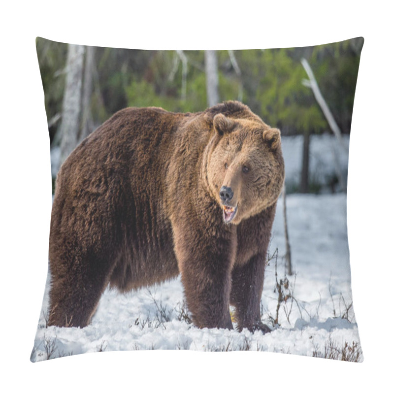 Personality  Wild Adult Brown Bear On The Snow In Early Spring Forest. Scientific Name:  Ursus Arctos. Pillow Covers