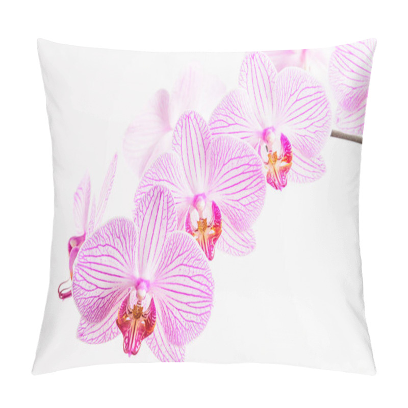 Personality  Close Up White And Vivid Pink Phalaenopsis Orchid Flowers In Full Bloom Isolated On A White Wall In A Studio Background  Pillow Covers