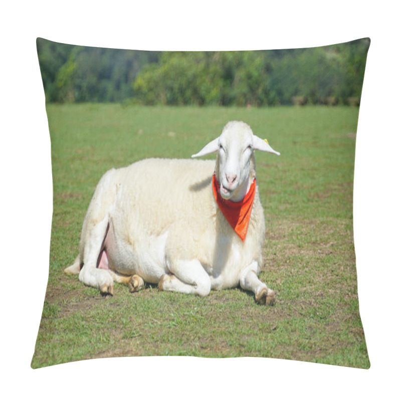 Personality  White Sheep Tied In Red Scarves Lie On The Grass Of A Mountain Sheep Farm Open For Tours And Feeding. It Is A Cute Animal With Long Fur Covering Its Head And Nose.                                 Pillow Covers