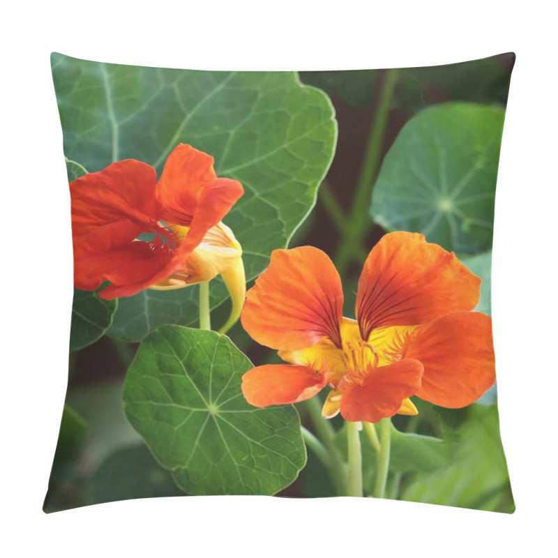 Personality  Nasturtium - Tropacolum Flowers And Green Round Leaves Close Up Pillow Covers