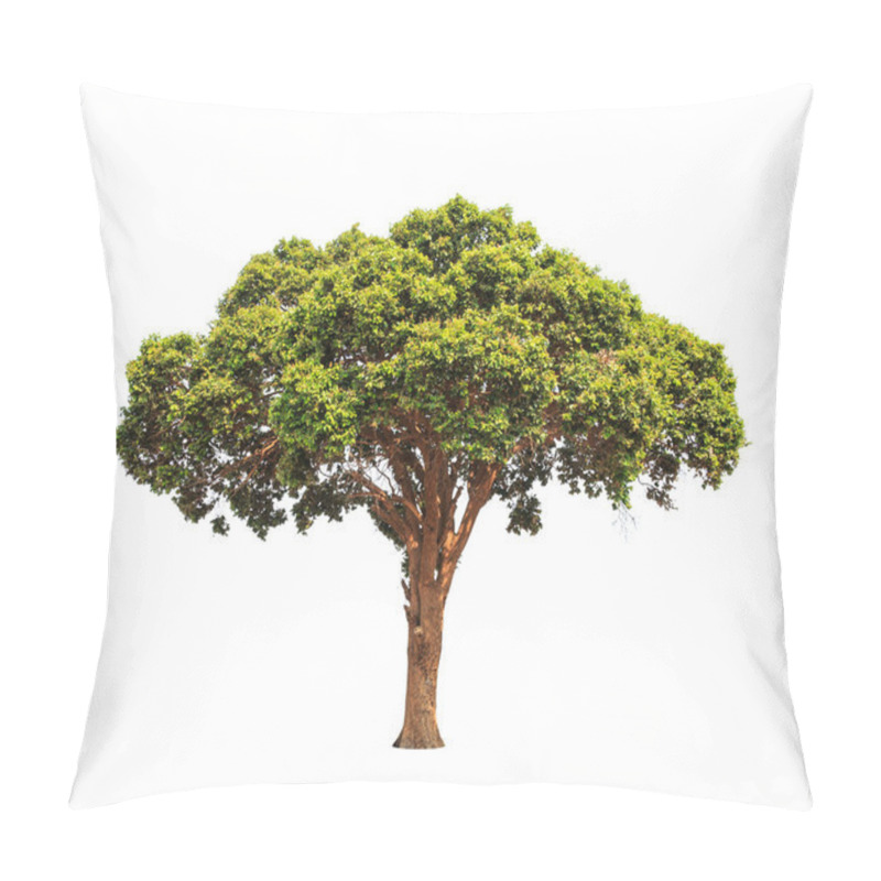 Personality  Parinari Anamensis, Tropical Tree In The Northeast Of Thailand I Pillow Covers