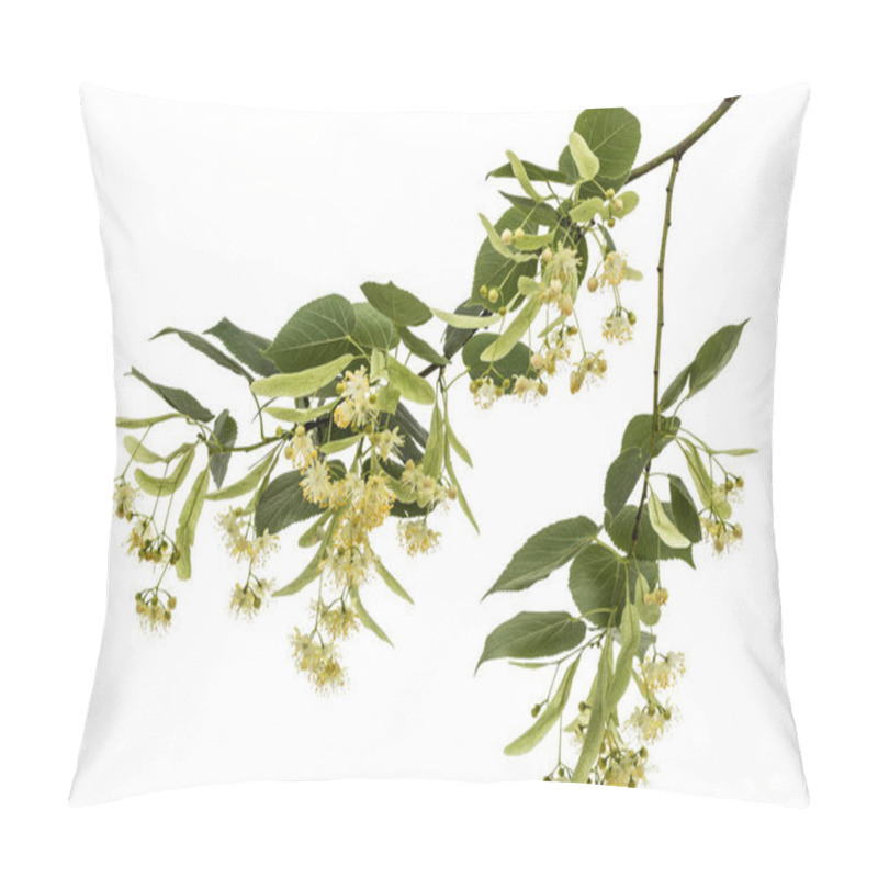 Personality  Flowers And Leaves Of Linden, Isolated On White Background Pillow Covers