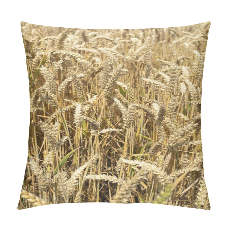 Personality  Value Of Grain Crops For Humanity. Agriculture. Large Ears Of Wheat Close-up On The Field. Before The Harvest., Grain Crops, Farming. Good Harvest. Mother Earth Pillow Covers