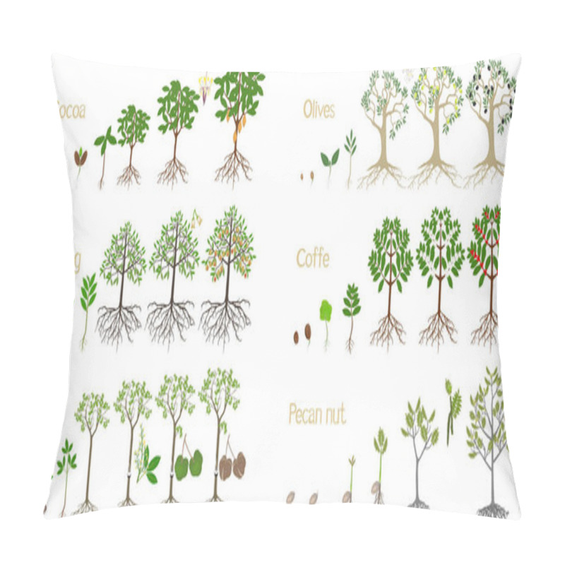 Personality  Set Of Growth Cycles Of Trees With Fruits On A White Background. Pillow Covers