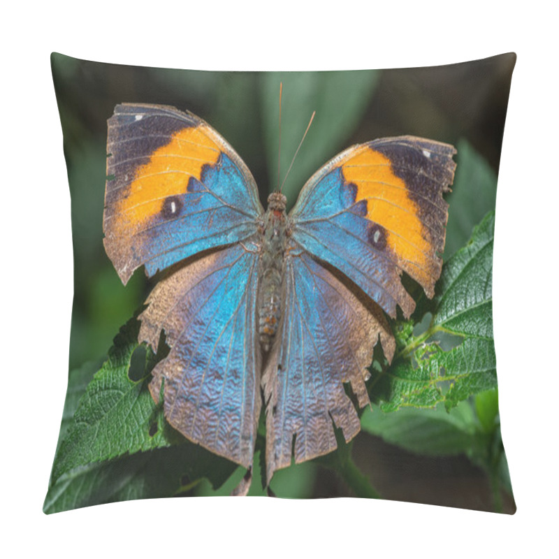 Personality  Leafwing Butterfly With Wings Open Pillow Covers