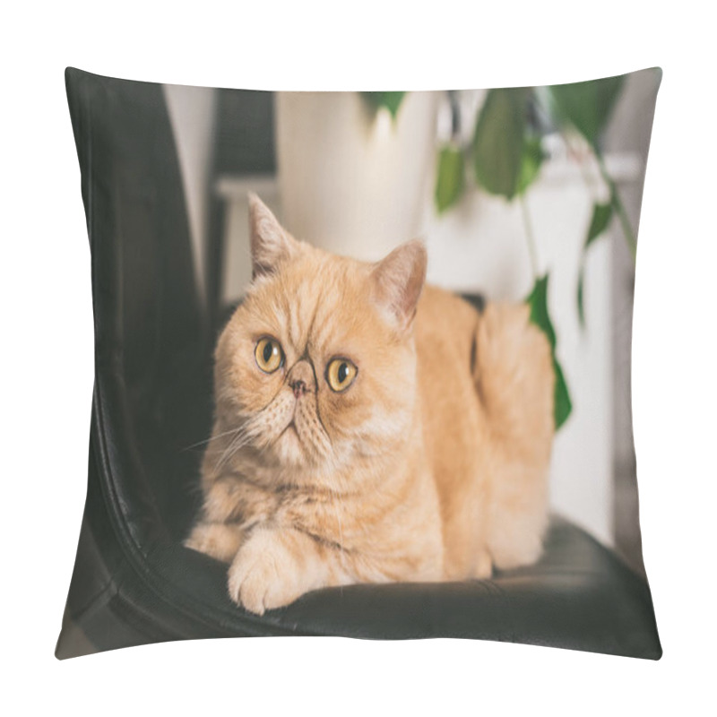 Personality  Ginger Exotic Shorthair Cat On Black Chair Pillow Covers