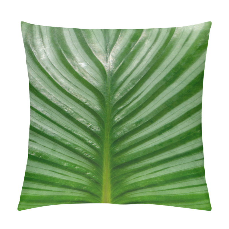 Personality  Natural Pattern Of Abstract Lines Of Bright Green Leaves Of The Calathea Orbifolia Plant, With Delicate White Stripes Close-up.Photo Wallpaper. The Subtle Beauty Of Unusual Designs In The Flora Pillow Covers