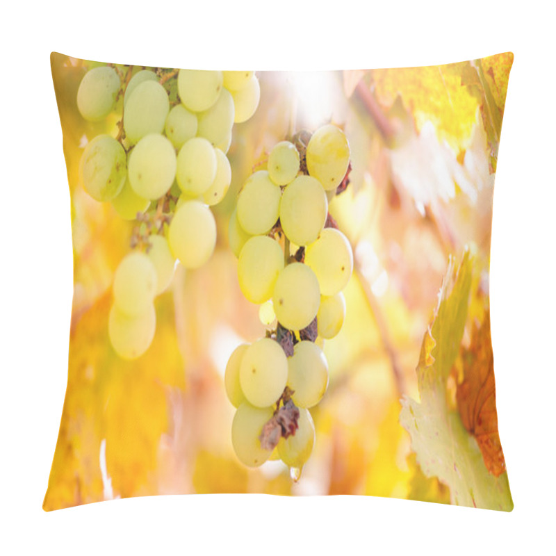 Personality  Yellow Grapes From Vineyard At Sunset In Autumn Harvest Season Pillow Covers