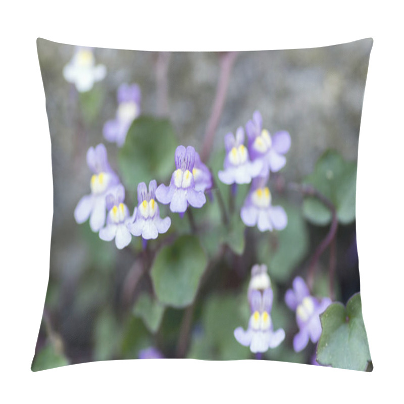 Personality  Cymbalaria Muralis Small Knapweed In Bloom, Snapdragons Light Purple Violet Flowering Plant With Green Leaves, Close Up Macro View Pillow Covers