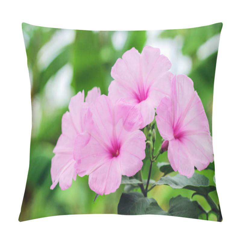 Personality  Pink Morning Glory Beautiful Flowers  Pillow Covers