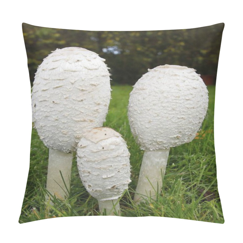 Personality  Shaggy Ink Caps (Coprinus Comatus), Mushroom Group In The Lawn, Schleswig-Holstein, Germany, Europe Pillow Covers