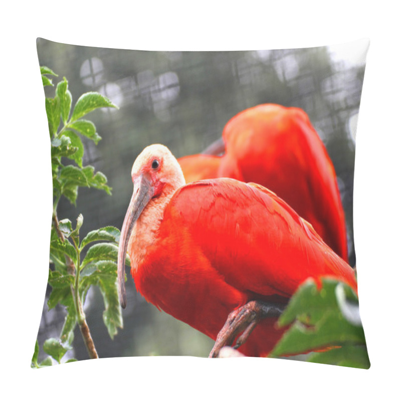 Personality  Red Ibis Bird With Very Vivid Plumage Pillow Covers