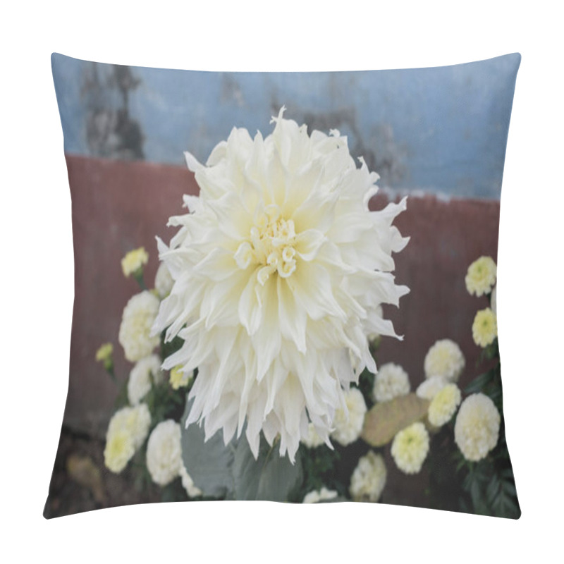 Personality  White Guldavari Flower Plant, A Herbaceous Perennial Plants. It Is A Sun Loving Plant Blooms In Early Spring To Late Summer. A Very Popular Flower For Gardens And Bouquets. Copy Space Room For Text. Pillow Covers