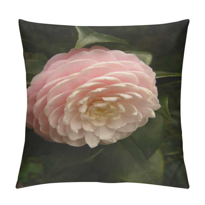 Personality  A Vertical Shot Of Light Pink Camellia Flower Pillow Covers