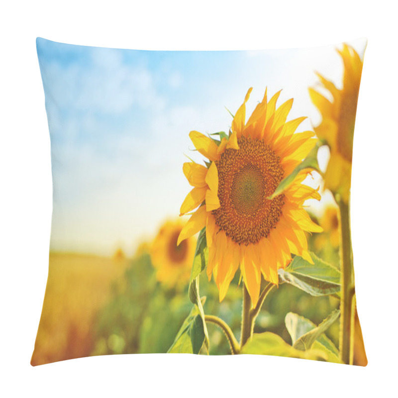 Personality  Sunflowers In The Field Pillow Covers