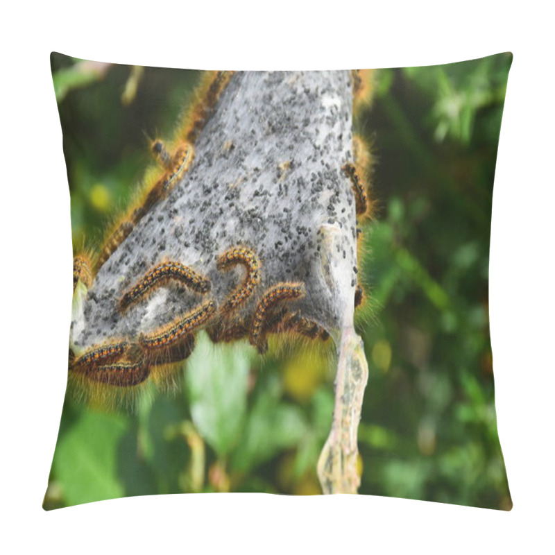 Personality  A Close Up Image Of A Nest Full Of Orange And Black Caterpillars On A Tree Branch. Pillow Covers