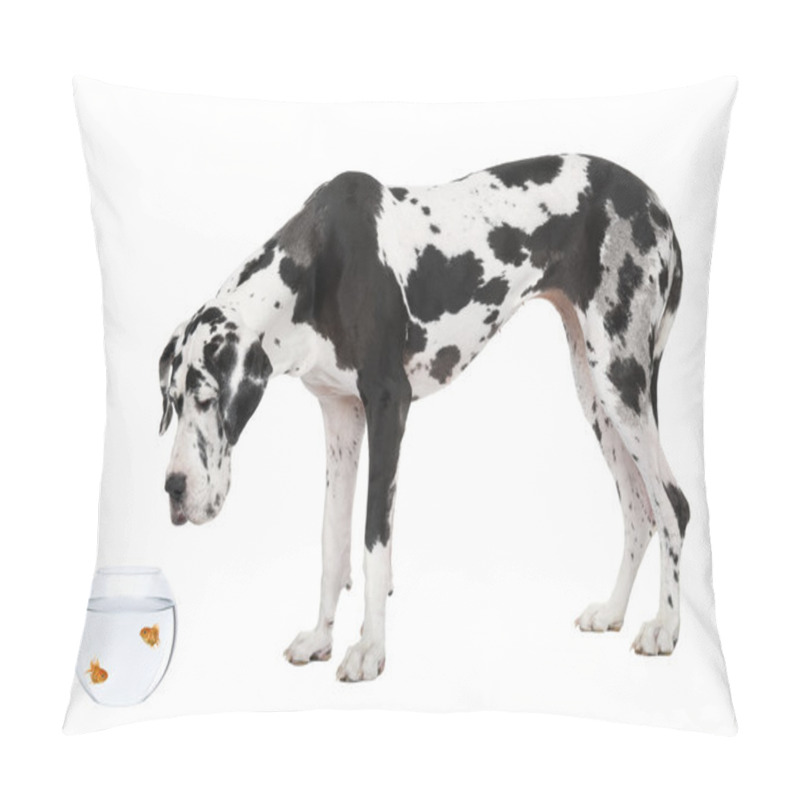 Personality  Great Dane Looking At Goldfish In Fish Bowl In Front Of White Background, Studio Shot Pillow Covers