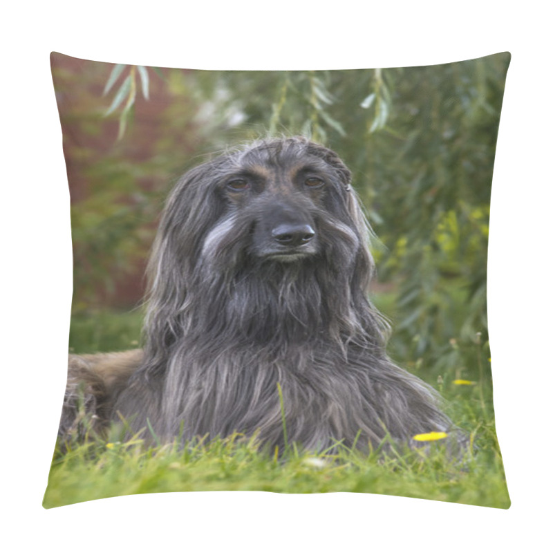 Personality  Black Afghan Hound Pillow Covers