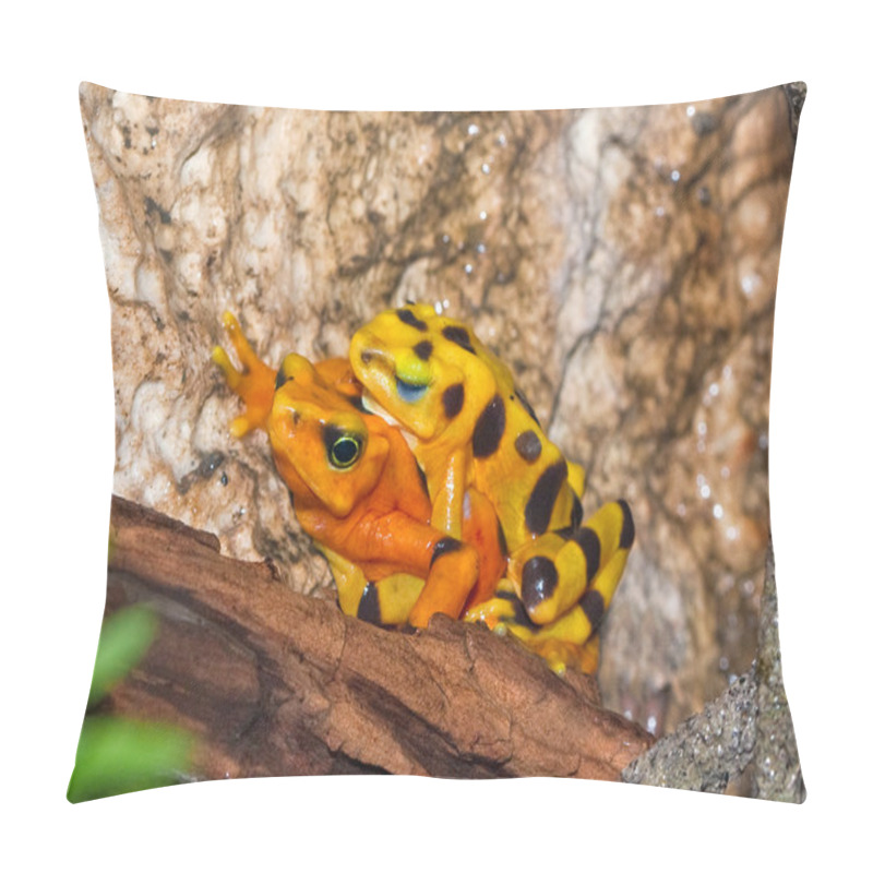 Personality  A Mating Pair Of Poisonous Toads Pillow Covers