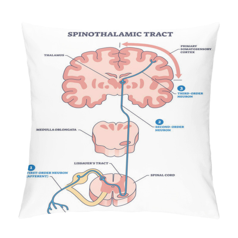 Personality  Spinothalamic Tract As Neural Pathway To Brain Thalamus Outline Diagram. Labeled Educational Anatomy Scheme With Primary Somatosensory Cortex, Medulla Oblongata Or Lissauers Tract Vector Illustration Pillow Covers