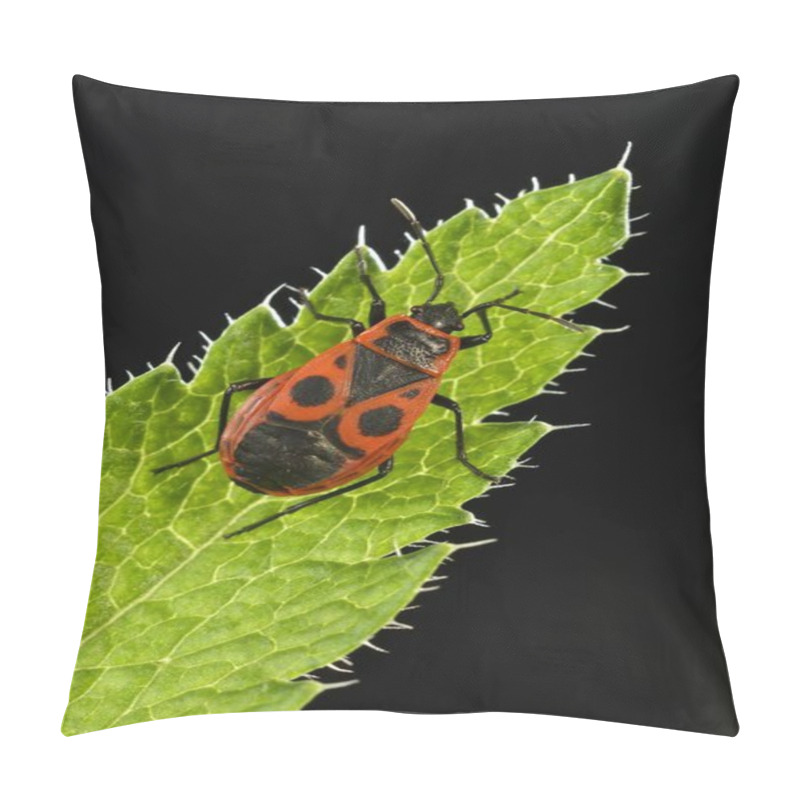 Personality  Common Firebug Detailed Macro Shot View Pillow Covers