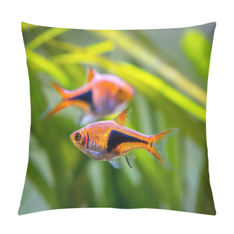 Personality  Harlequin Rasbora (Trigonostigma Heteromorpha) On A Fish Tank Pillow Covers