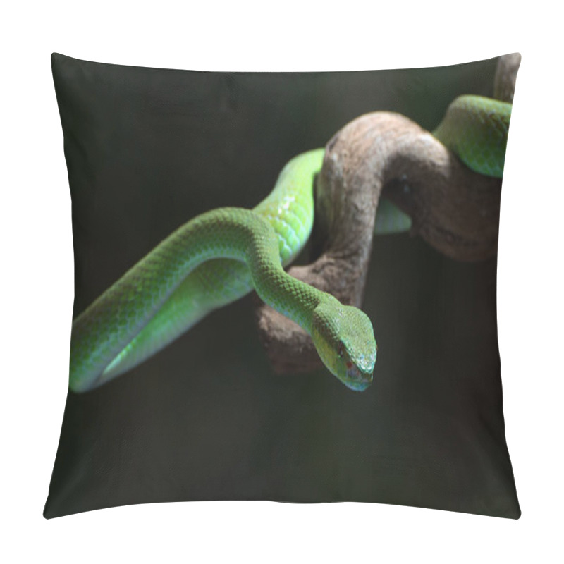 Personality  White-lipped Island Pit Viper In Dark Background Pillow Covers