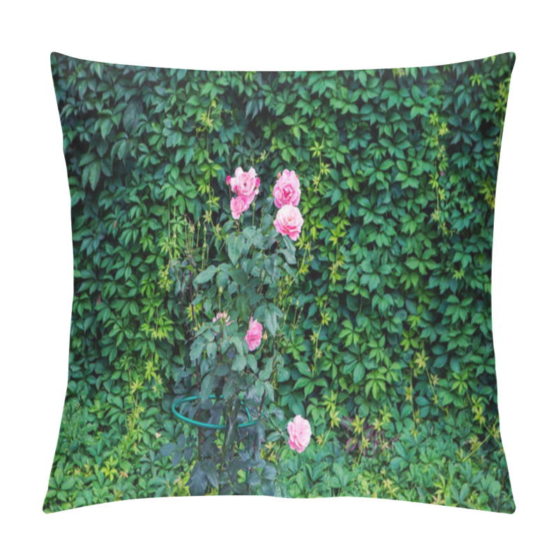 Personality  Garden Texture. Roses On A Green Background. Growing Shrubs. Decorative Vines With Leaves. Green Fence In The Garden Design. Landscaping. Pillow Covers