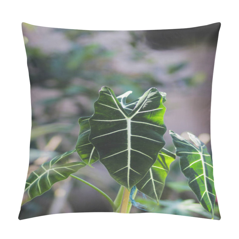 Personality  Alocasia Micholitziana Frydek Also Called Alocasia Green Velvet With Green Leaves And White Veins. Alocasia Plant Stock Photo. Pillow Covers