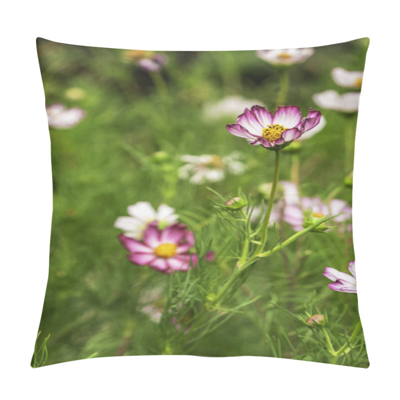 Personality  Scattered Pink Rimmed Cosmos Flowers In Full Bloom With Lush Green Background Pillow Covers