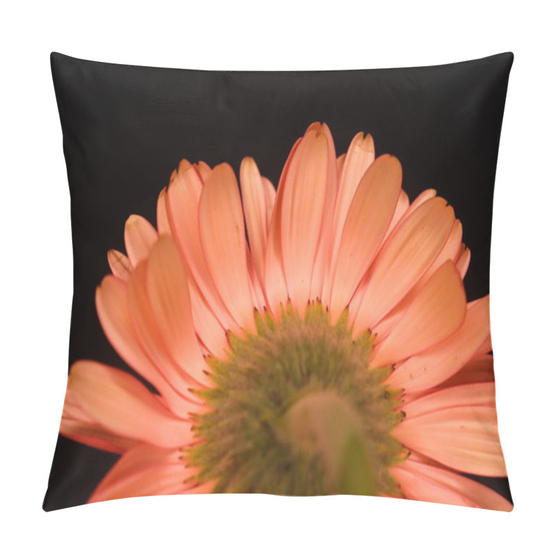 Personality  Beautifully Taken Photo Of Pink Gerbera Flower From Behind In Black Background Pillow Covers