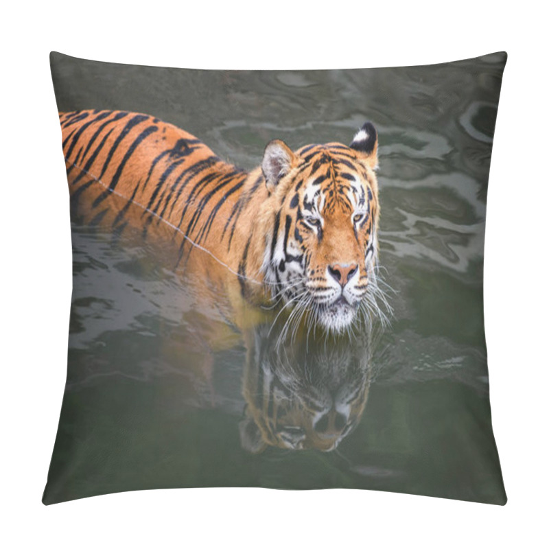 Personality  Tiger Swimming In Water Pond. Wild Animal In The Nature Habitat Pillow Covers