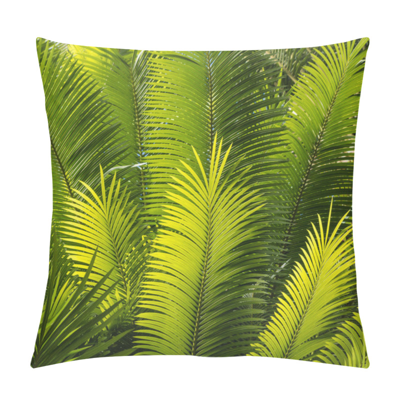 Personality  Closeup Of Backlit Palm Fronds Pillow Covers